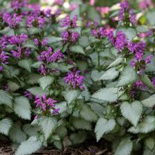 Attēlu rezultāti vaicājumam “Lamium maculatum”
