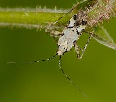 Attēlu rezultāti vaicājumam “Phytocoris tiliae imago”