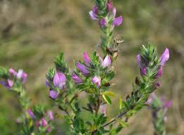 Attēlu rezultāti vaicājumam “Ononis arvensis leaf”