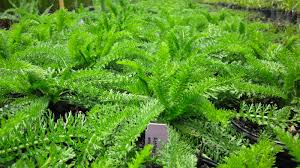 Attēlu rezultāti vaicājumam “Achillea millefolium leaf”