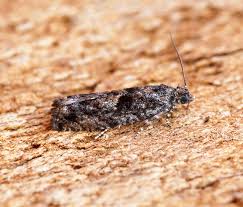 Attēlu rezultāti vaicājumam “Epinotia immundana”