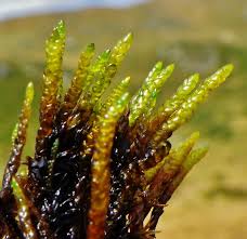 Attēlu rezultāti vaicājumam “Straminergon stramineum”