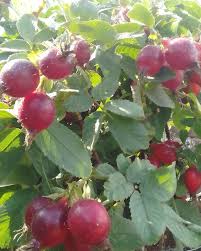 Attēlu rezultāti vaicājumam “Rosa villosa”