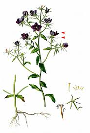 Image result for Legousia speculum-veneris