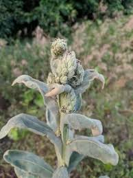 Attēlu rezultāti vaicājumam “Verbascum densiflorum leaf”