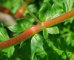 Attēlu rezultāti vaicājumam “Potentilla supina leaf”