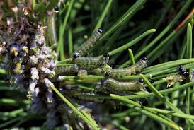 Attēlu rezultāti vaicājumam “Neodiprion sertifer larva”
