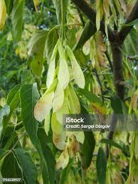 Attēlu rezultāti vaicājumam “Acer negundo fruit”