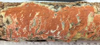 Attēlu rezultāti vaicājumam “Gloeoporus taxicola”