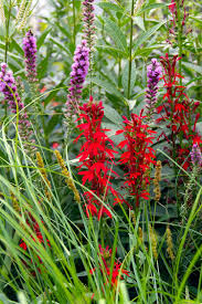 Attēlu rezultāti vaicājumam “Epilobium angustifolium flower”
