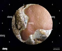 Attēlu rezultāti vaicājumam “Dictydiaethalium plumbeum spores”
