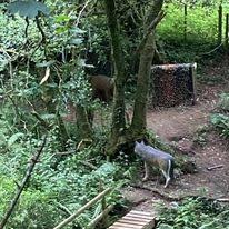 Image result for Ashcombe Valley Archers