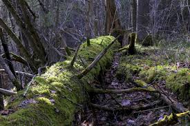 Attēlu rezultāti vaicājumam “Eurhynchium angustirete sporophyte”