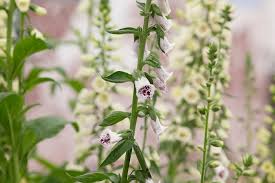 Image result for Digitalis purpurea