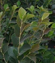 Attēlu rezultāti vaicājumam “Hamamelis vernalis leaf”