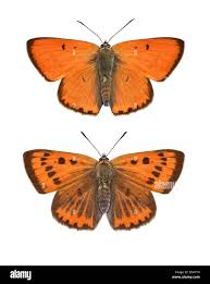 Attēlu rezultāti vaicājumam “Lycaena dispar”