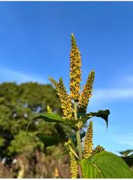 Attēlu rezultāti vaicājumam “Commelina coelestis flower”