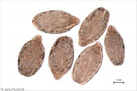 Attēlu rezultāti vaicājumam “Impatiens parviflora fruit”