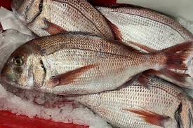 Image result for Pagrus pagrus