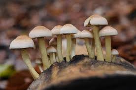 Attēlu rezultāti vaicājumam “Hypholoma lateritium”