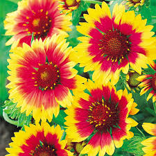 Image result for Gaillardia `Kobold`