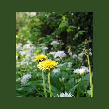 Attēlu rezultāti vaicājumam “Populus x jackii flower”