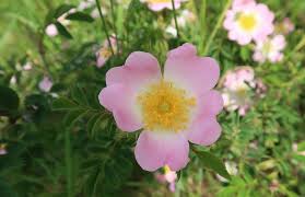 Image result for Rosengewächse