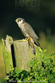 Attēlu rezultāti vaicājumam “Falco subbuteo”