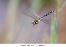 Attēlu rezultāti vaicājumam “Aeshna mixta”