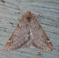 Attēlu rezultāti vaicājumam “Alsophila aescularia”