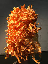 Attēlu rezultāti vaicājumam “Cordyceps militaris”