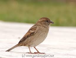 Attēlu rezultāti vaicājumam “Passer domesticus”