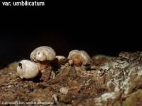 Attēlu rezultāti vaicājumam “Diderma umbilicatum”