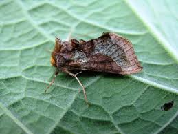 Attēlu rezultāti vaicājumam “Diachrysia tutti”