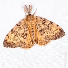 Attēlu rezultāti vaicājumam “Lymantria dispar”