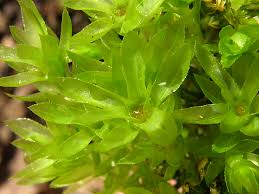 Attēlu rezultāti vaicājumam “Mnium hornum”