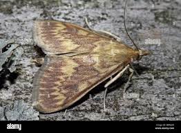 Attēlu rezultāti vaicājumam “Ostrinia nubilalis”