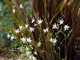 Attēlu rezultāti vaicājumam “Anthericum ramosum”