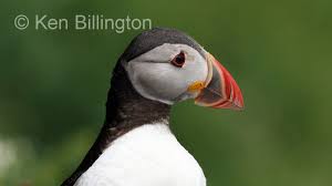 Image result for Fratercula arctica