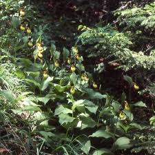 Attēlu rezultāti vaicājumam “Cypripedium calceolus leaf”