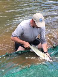 Image result for Sander canadensis/vitreus