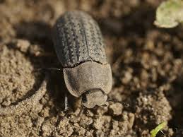 Attēlu rezultāti vaicājumam “Opatrum sabulosum”