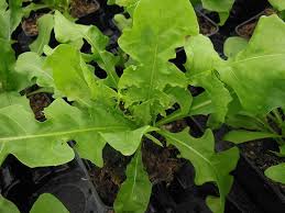 Image result for Chicorée