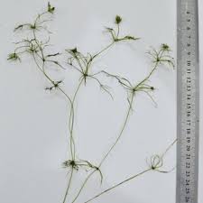 Attēlu rezultāti vaicājumam “Chara aspera male”