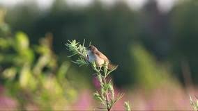 Image result for Hippolais caligata