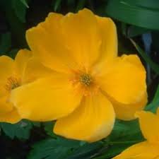 Attēlu rezultāti vaicājumam “Trollius europaeus fruit”