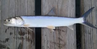 Image result for Elops saurus