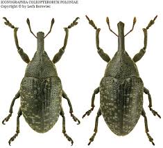 Attēlu rezultāti vaicājumam “Larinus sp.”