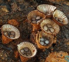 Attēlu rezultāti vaicājumam “Cyathus striatus”