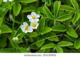 Attēlu rezultāti vaicājumam “Fragaria viridis flower”
